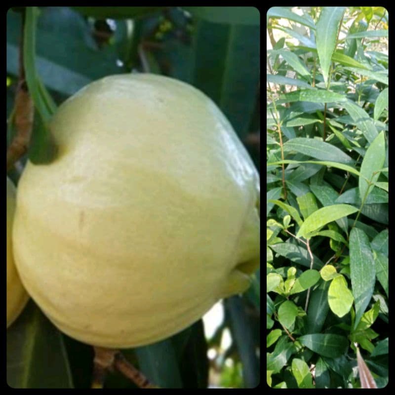 ต้นชมพู่น้ำดอกไม้ สูง 50-70ซม. ฟรีค่าจัดส่ง