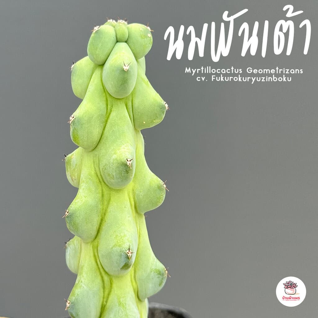 นมพันเต้า Myrtillocactus Geometrizans cv. Fukurokuryuzinboku กระบองเพชร แคคตัส ไม้อวบน้ำ cactus&succulent