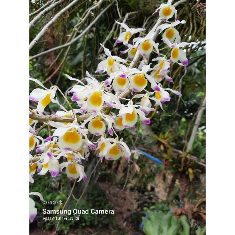 เอื้องสายสามสี 🌺Dendrobium crystallinium กำลังแทงดอก 11พค.69