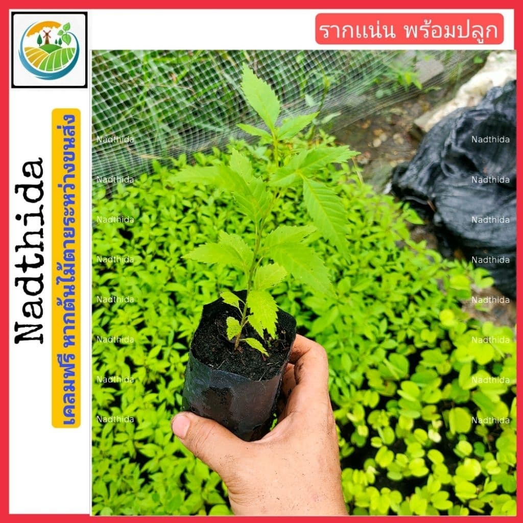ต้นทองอุไร ดอกสีเหลือง ไม้พร้อมปลูก ทองอุไร ตรงปก ไม้ประดับ น่าปลูก    Nadthida