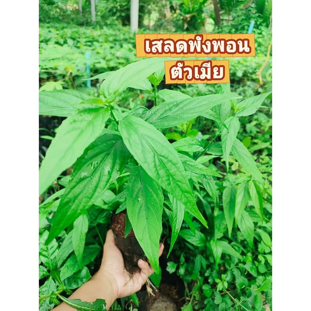 ต้นเสลดพังพอนตัวเมีย สมุนไพรไทย ต้นชำกิ่งพร้อมปลูก สินค้าเสียหายยินดีเคลมฟรี