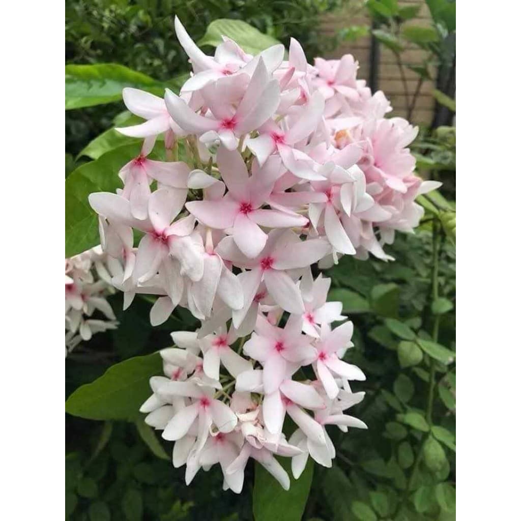 ดอกพุดสีชมพูกลิ่นหอมอ่อนๆหายาก1ต้นถุงดำประมาณ20-30ซม.