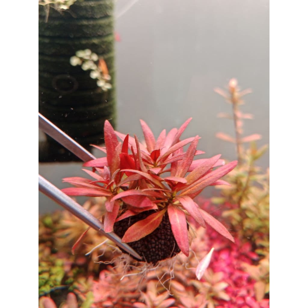 Ludwigai Grandulosaลัดวิเจียแกรนดูโลช่า