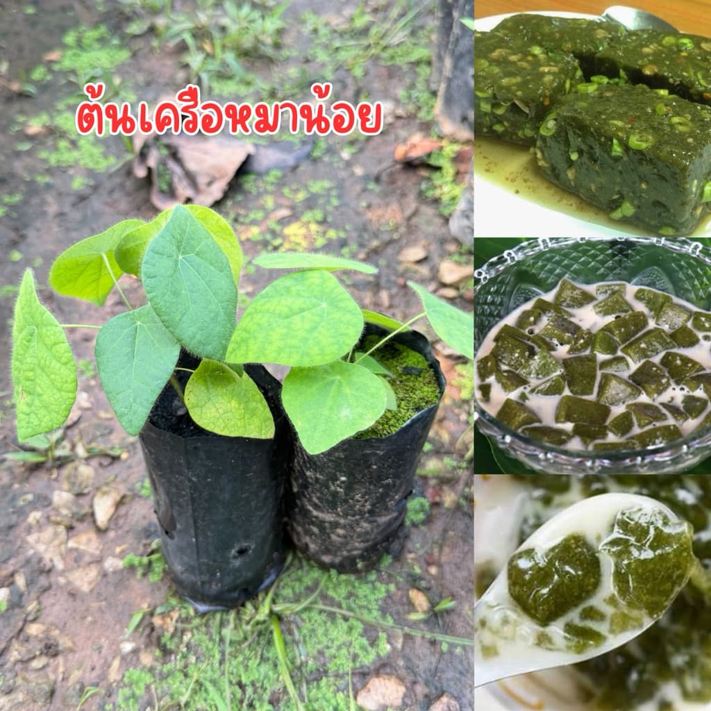 ต้นเครือหมาน้อย ชุด4ต้น พร้อมส่ง