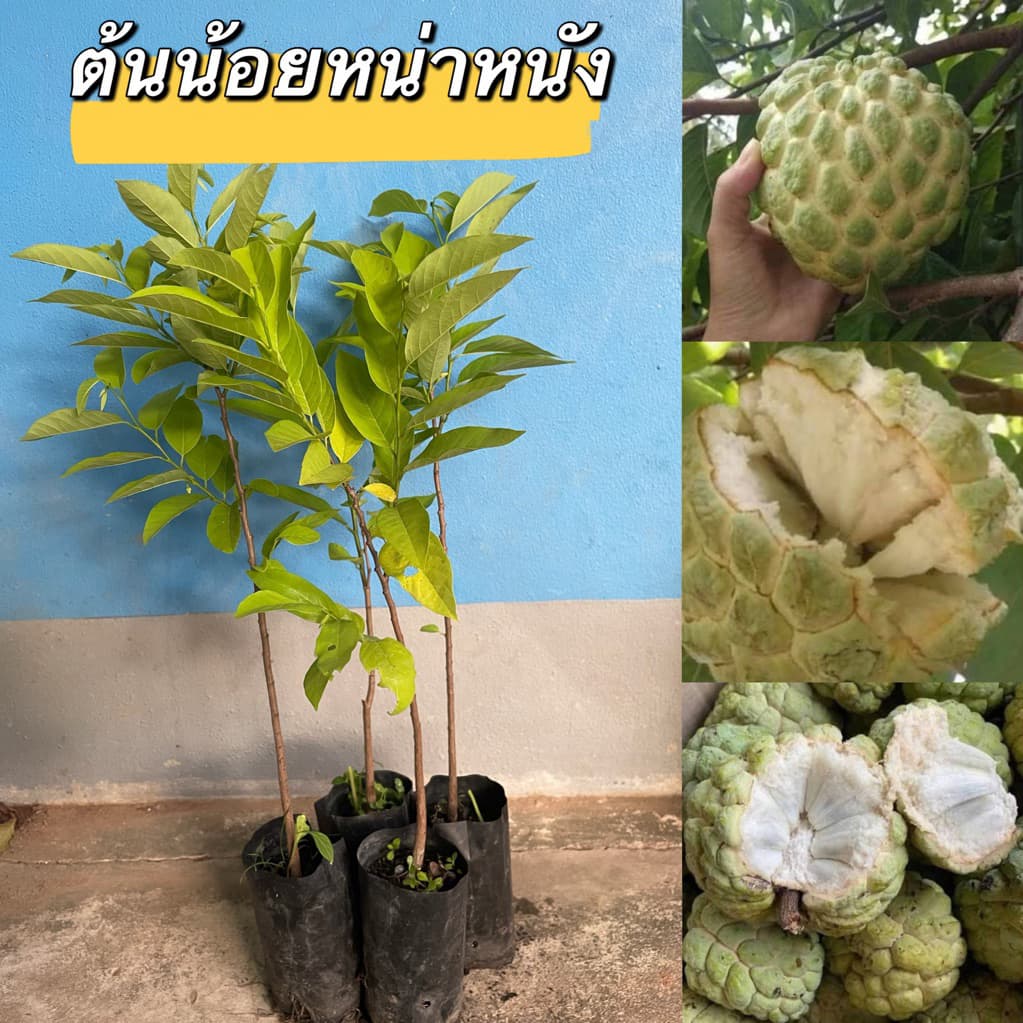 ต้นน้อยหน่าหนังเขียวเกษตร  4ต้น80.พร้อมส่ง