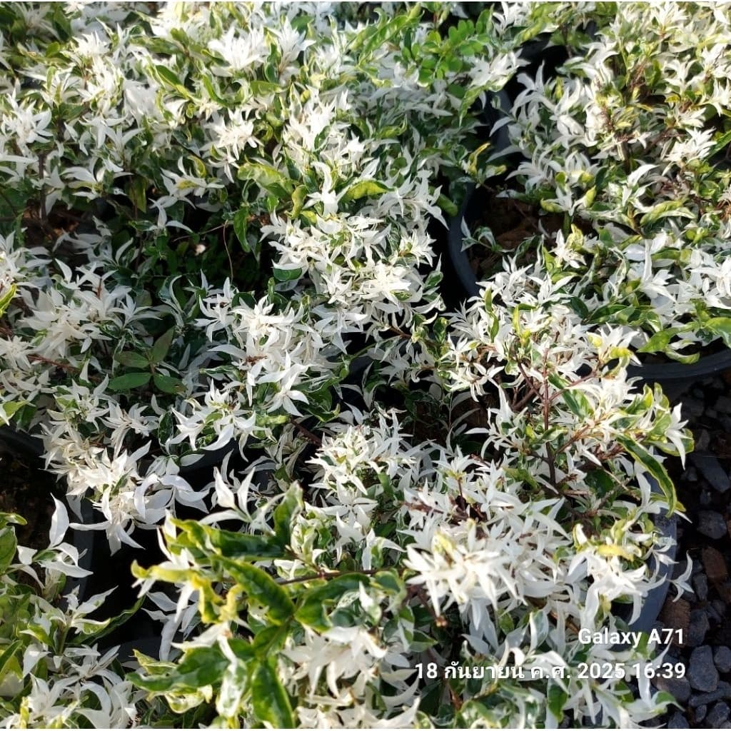 โมก ด่าง พุ่มใหญ่สวย ส่งพร้อมกระถาง11นิ้ว
